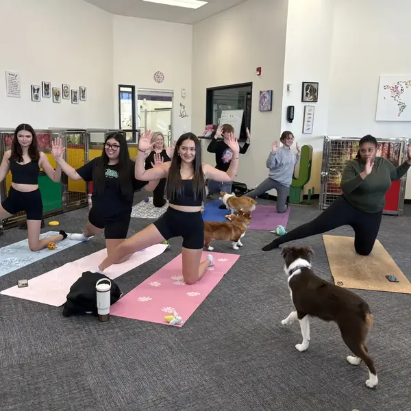 Puppy yoga session at K9 Rox Club Las Vegas